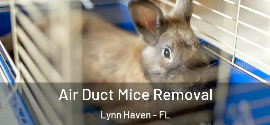 Air Duct Mice Removal Lynn Haven - FL